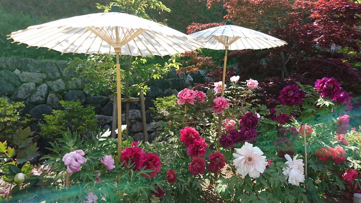 White paper parasols among blooming peonies in a Nara garden