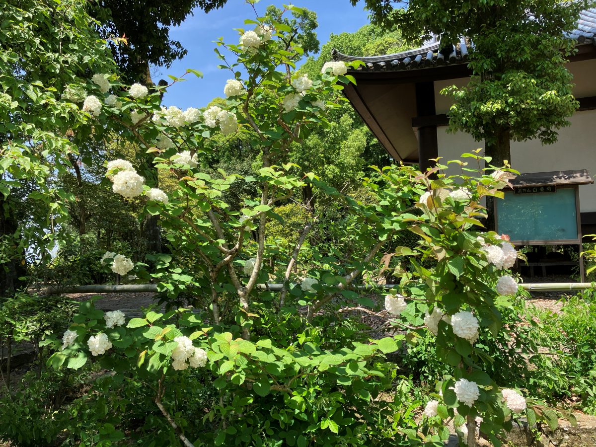 White, ball-shaped flower clusters blooming in Byakugoji's grounds, with a white-walled hall and signboard behind