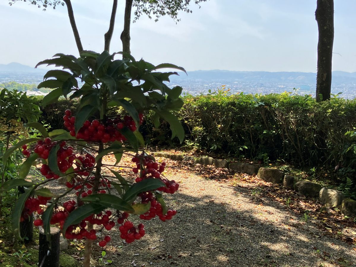 A shrub heavy with red berries, with the city of Nara and hazy mountains beyond