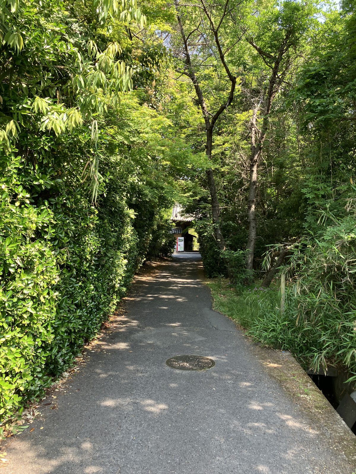 The green tunnel approach to Futaiji Temple, trees arching overhead