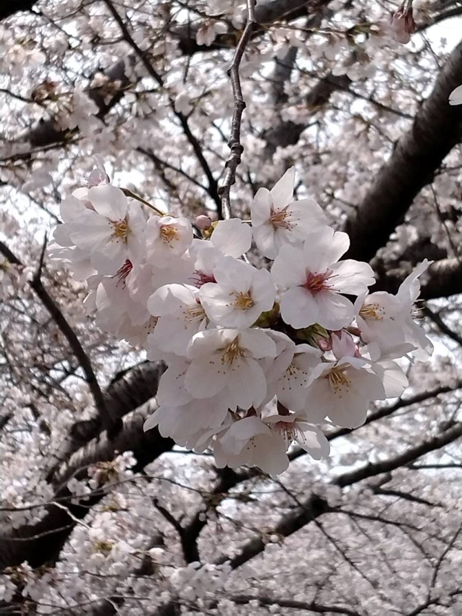 Close-up of cherry blossoms in full bloom along the Saho River in Nara