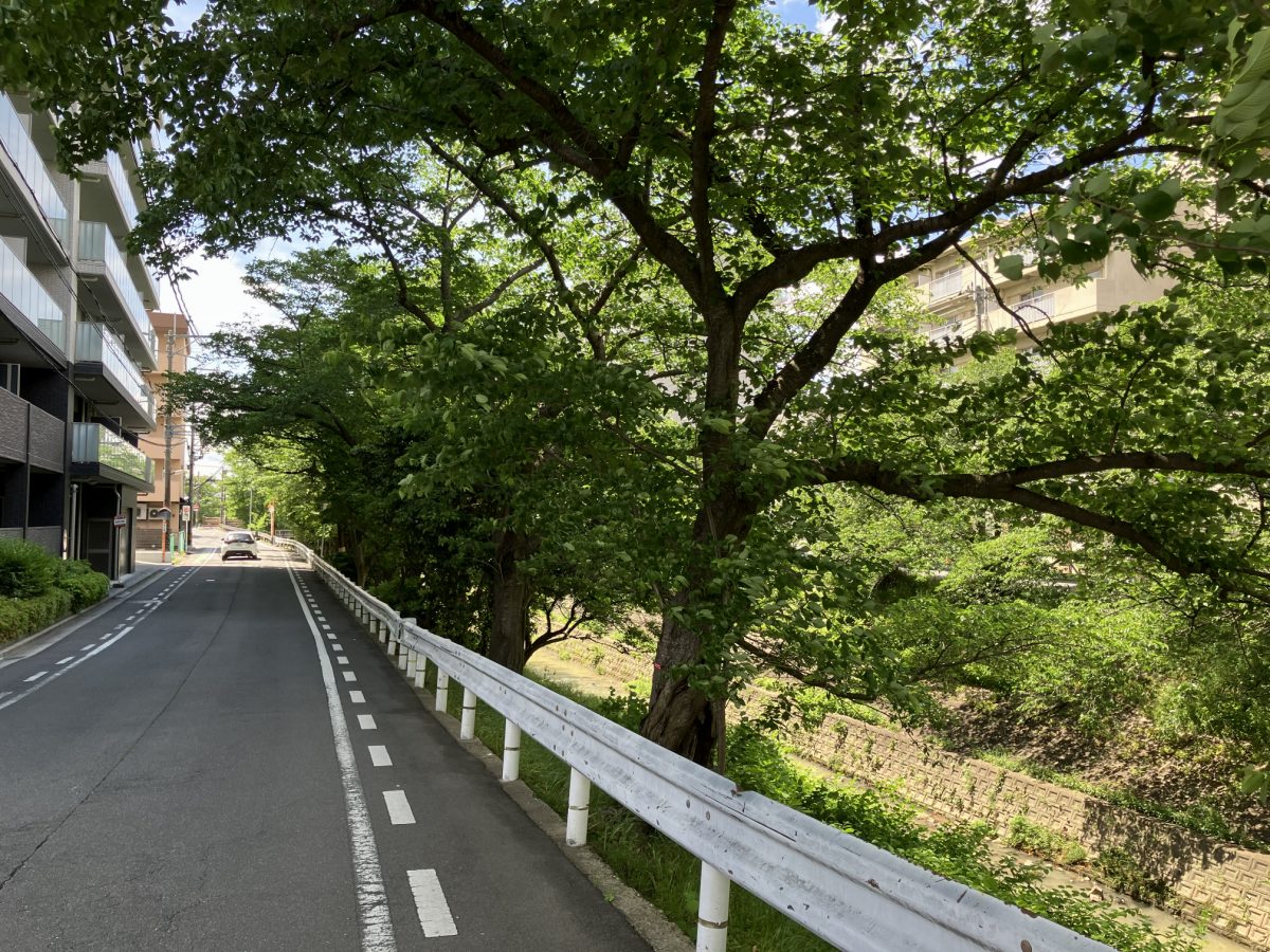 The road along the Saho River in early May, lined with fresh green trees instead of blossoms