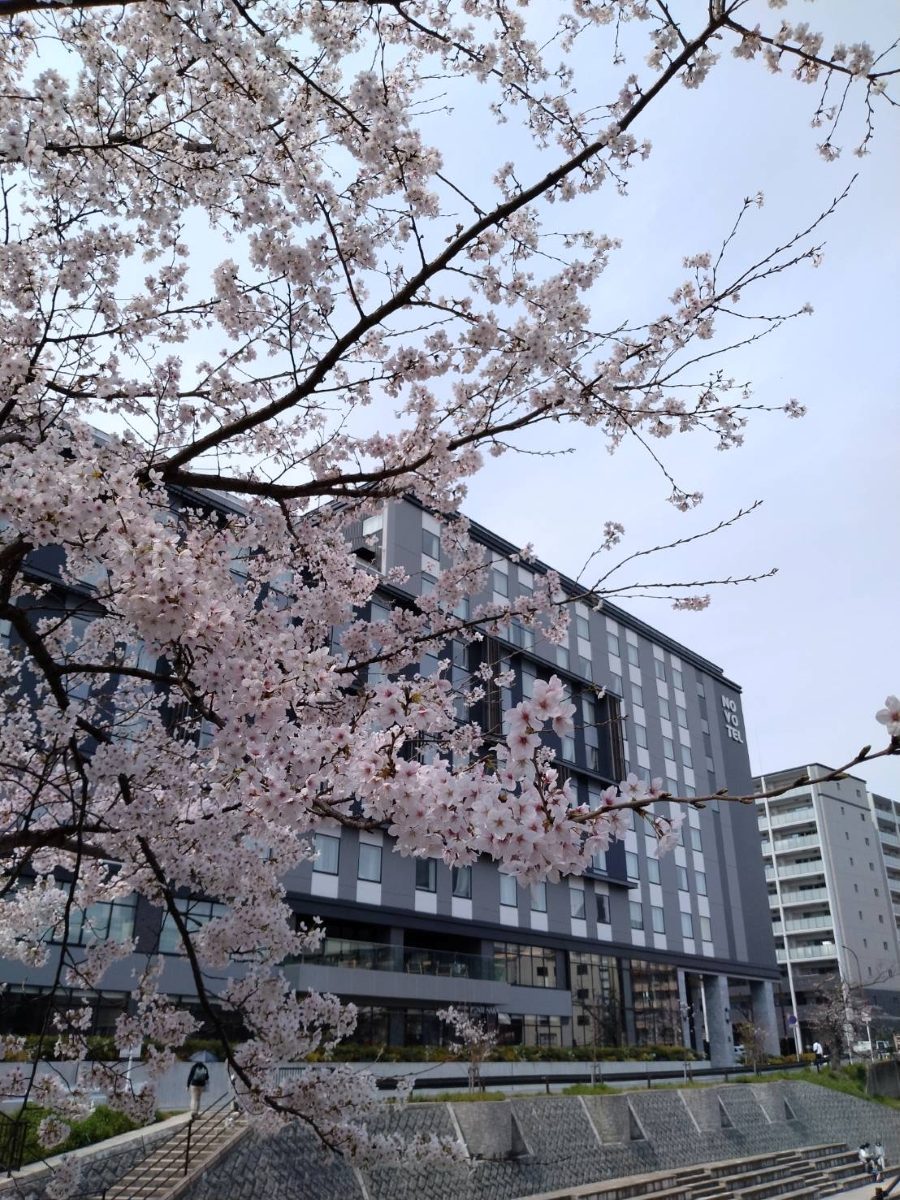 Cherry blossom branches framing the Novotel Nara hotel in the background during sakura season