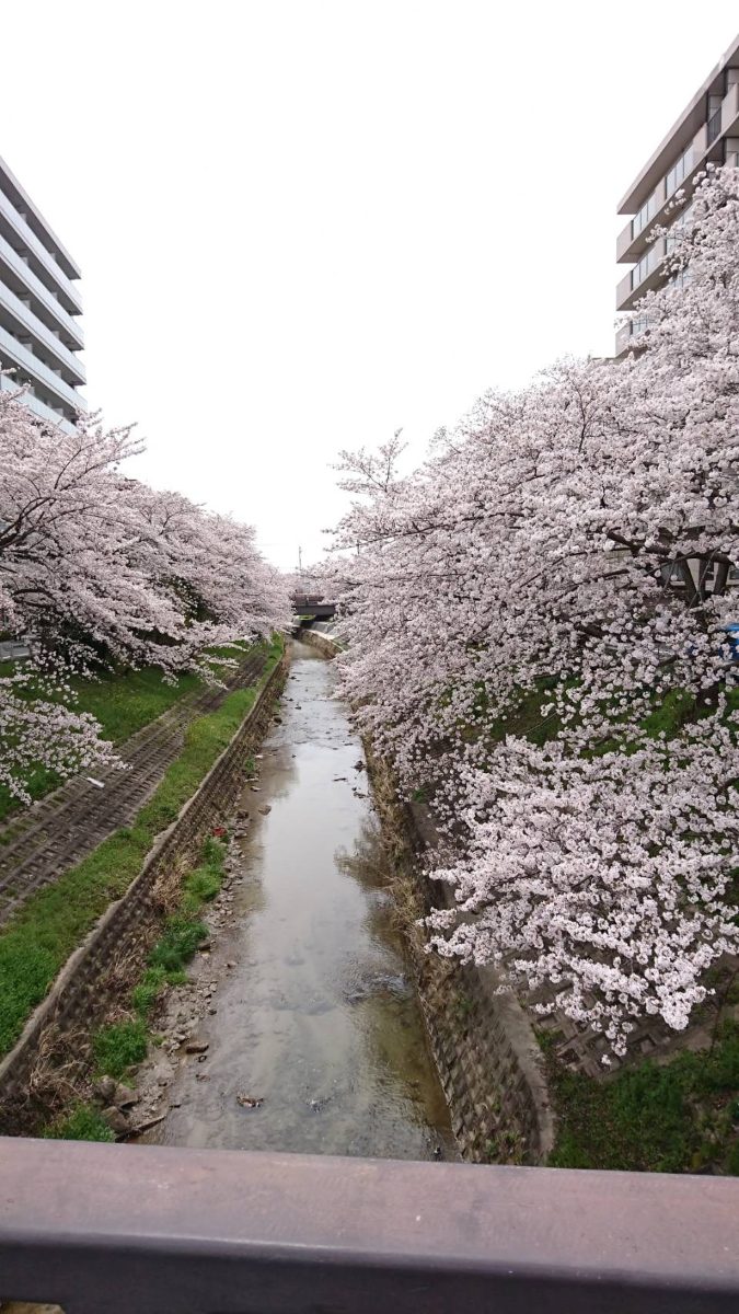 View from the railway bridge over the Saho River — cherry blossoms lining both banks as far as the eye can see