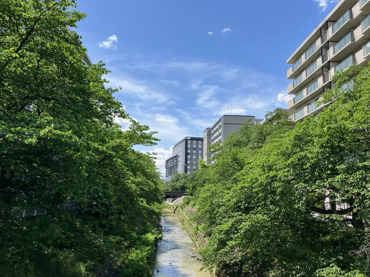 The same bridge view in early May — the cherry blossoms replaced by fresh green leaves under a blue sky