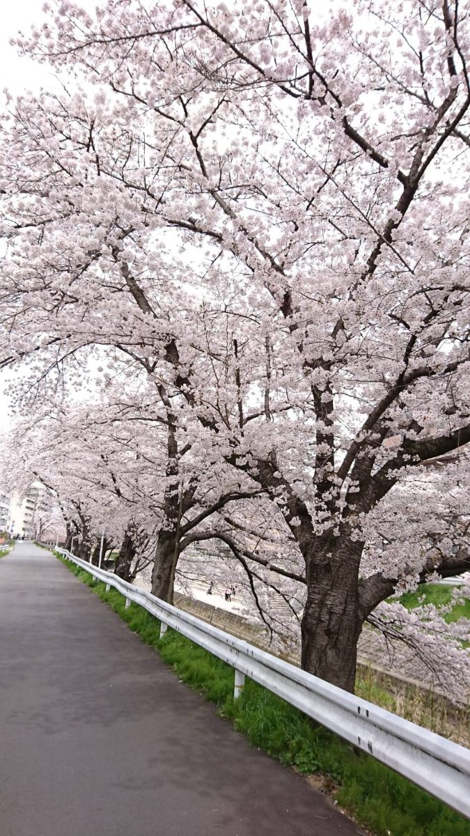 Cherry blossoms lining both banks of the Saho River, forming a pink corridor along the water