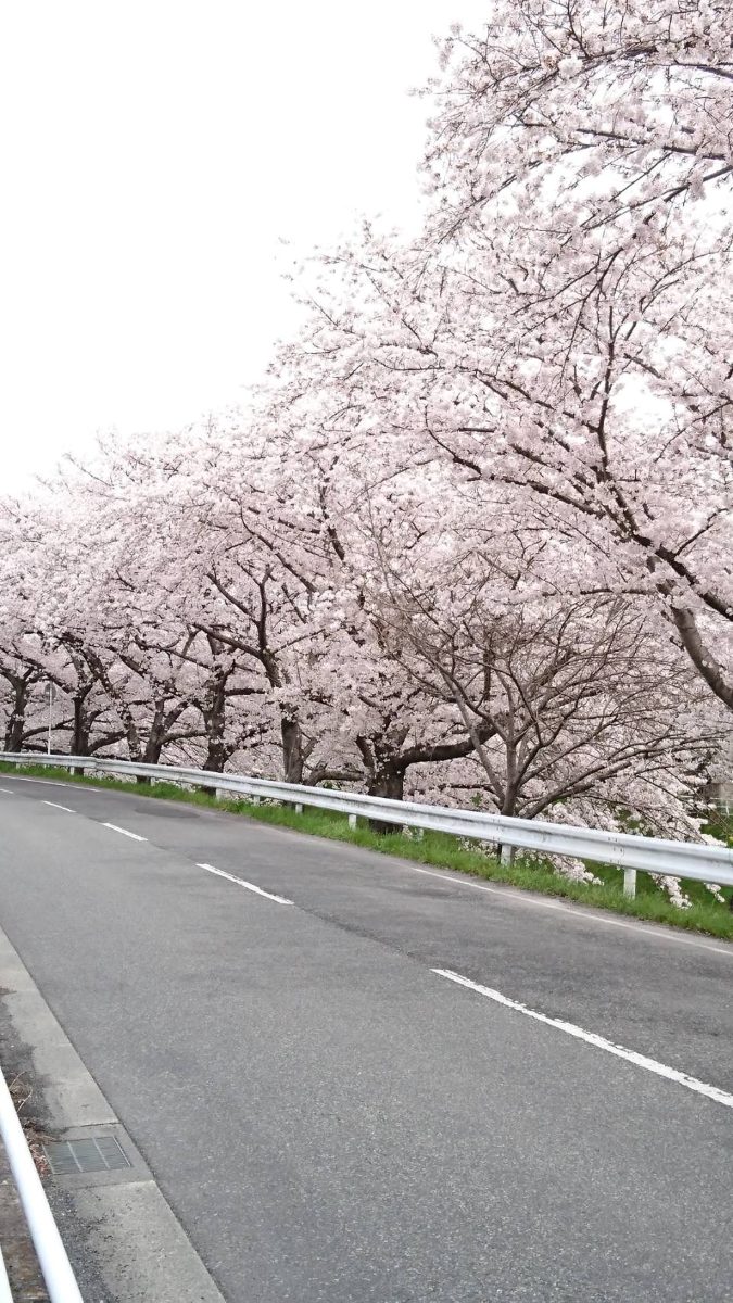 A road tunnel formed by overhanging cherry blossom branches along the Saho River