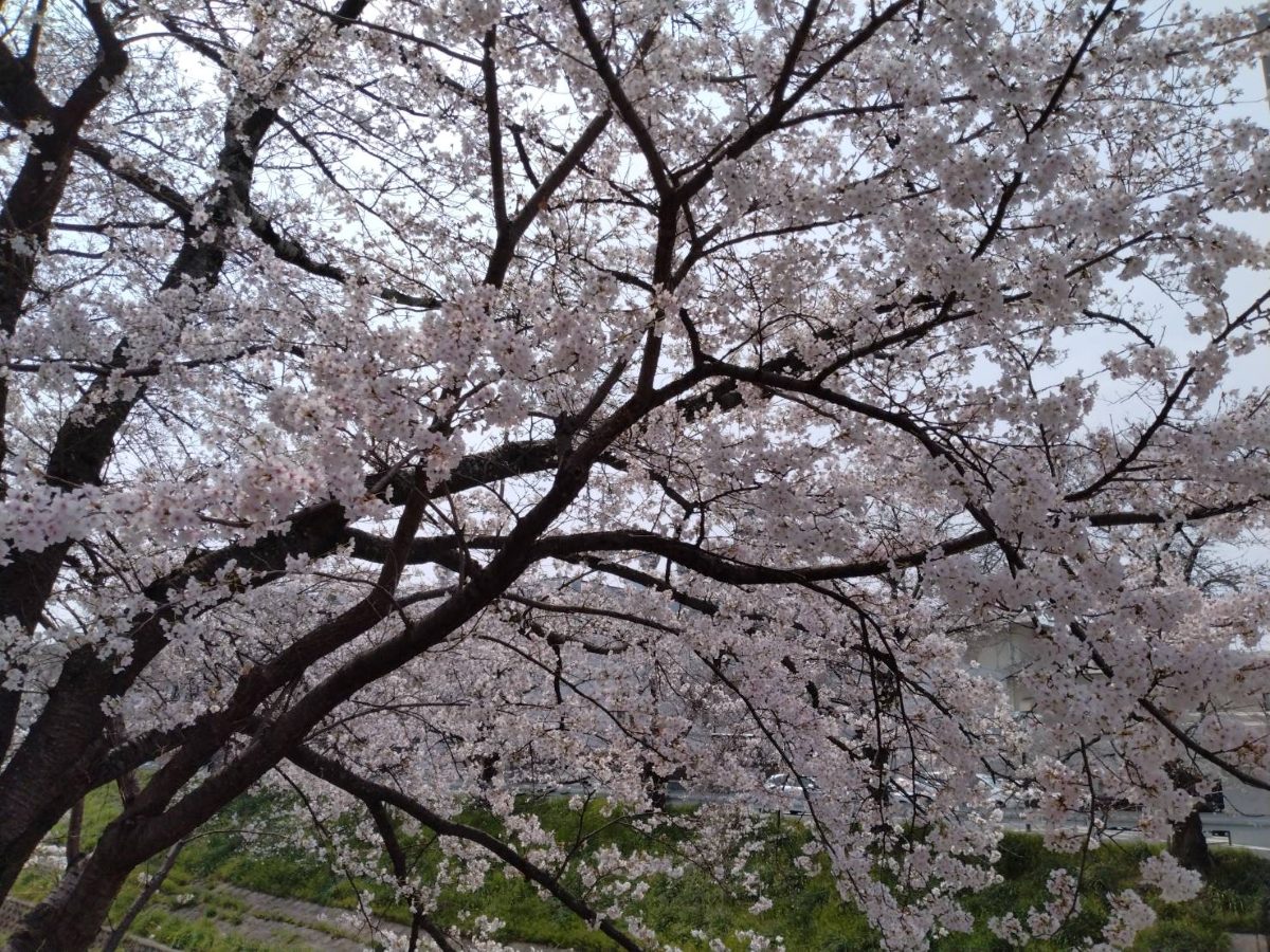Looking up at cherry blossom branches spreading against the sky along the Saho River