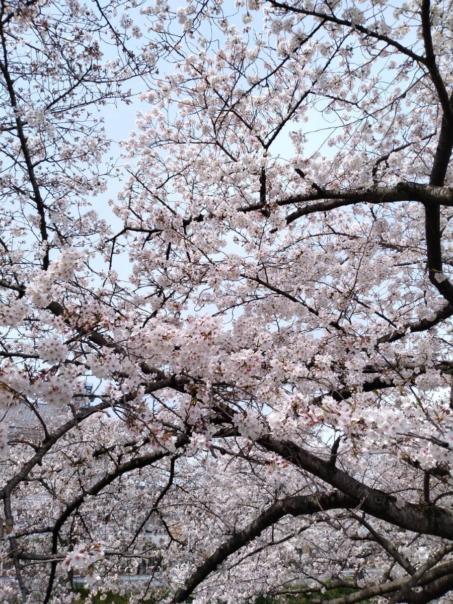 Cherry blossom branches spread wide against a pale sky above the Saho River