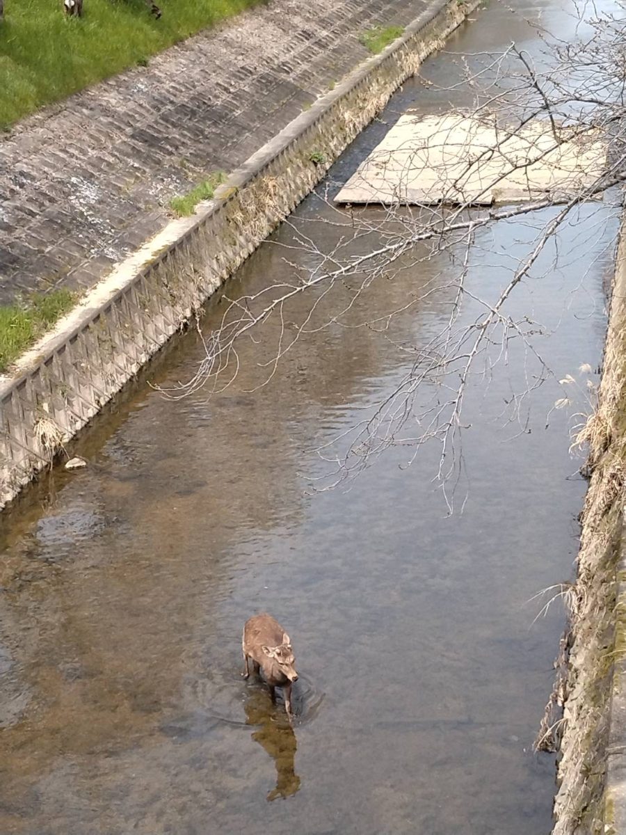 A deer wading through the Saho River — a remarkable sight unique to Nara