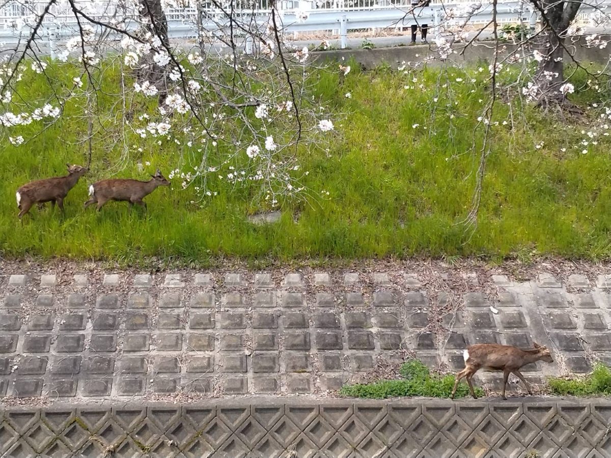 A family of deer walking along the riverbank under cherry blossom trees at the Saho River