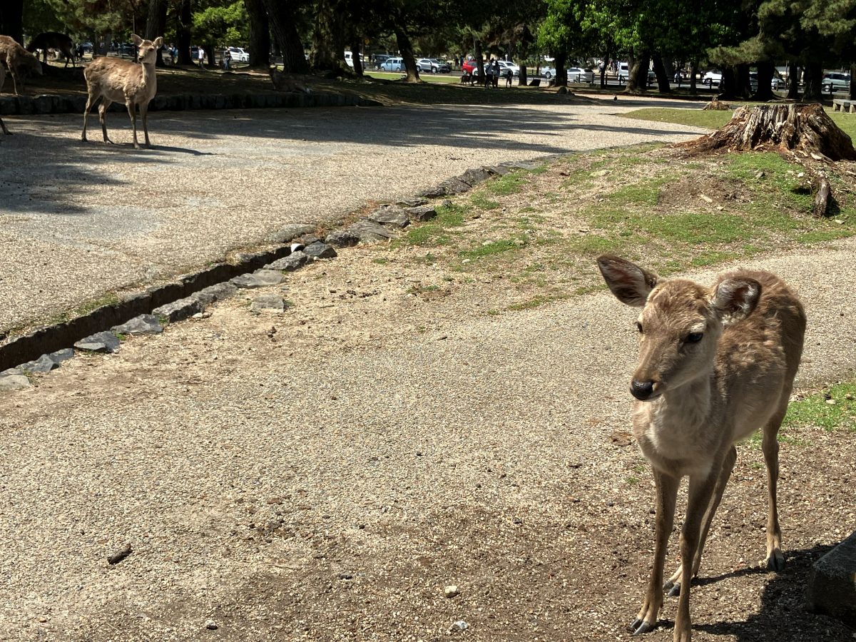 The busy tourist street heading toward Todaiji